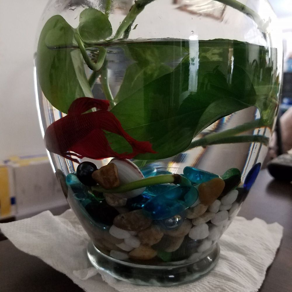 Meet your Posher, Sylvia